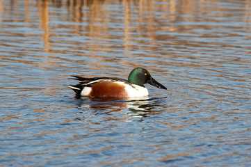 Shoveler - Anas clypeata