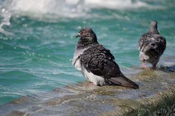 Pigeon on Water, Pigeon, Dove, Bird, Bird on Water, Turquoise