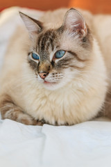 Birman cat male on the couch closeup