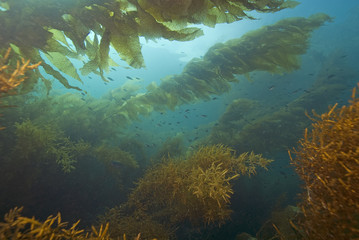Fototapeta na wymiar Kelp Forest Underwater