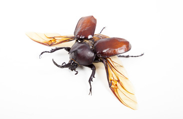 big horn beetle bug isolated on white background