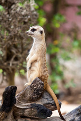 Alert Suricate or Meerkat (Suricata suricatta)