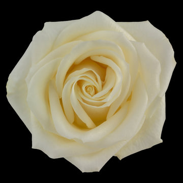Yellow rose isolated on black