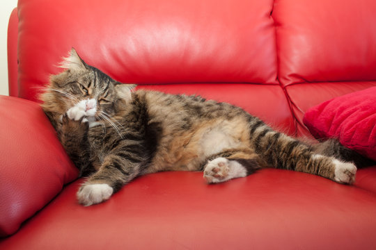 Cat Licking His Paw On Red Sofa