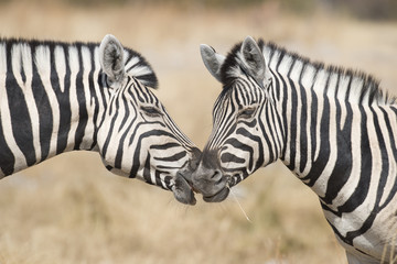 Etosha National Park Namibia, Africa two zebra - obrazy, fototapety, plakaty