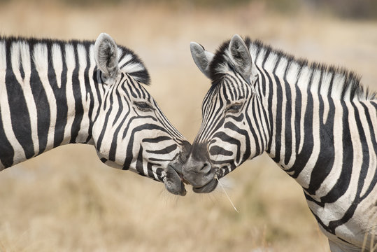 Fototapeta Etosha National Park Namibia, Africa two zebra