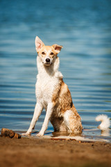 purebred red and white dog at the beach