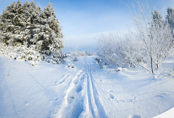 Russian winter forest in snow