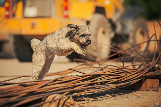 Curly Brown Dog Jumping On A Construction Site