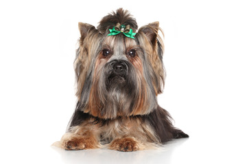 Yorkshire terrier