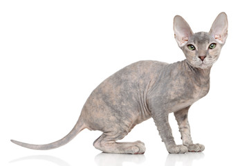 Don Sphynx kitten