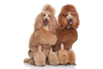 Two Standard Poodles