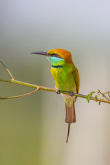 Green Bee - eater(Merops orientalis)