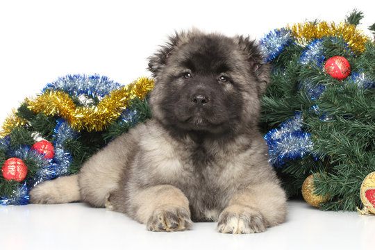 Central Asian Shepherd puppy