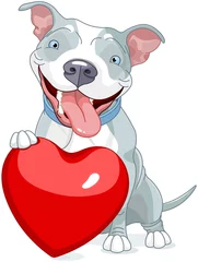 Gardinen Valentinstag Pitbull Hund © Anna Velichkovsky