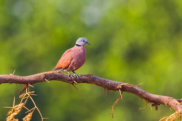 Male Red collared dove (Streptopelia tranquebarica )