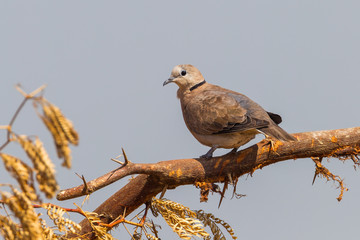female Red collared dove (Streptopelia tranquebarica )