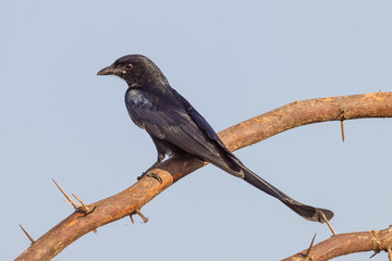 Black Drongo( Dicrurus macrocercus)  in nature