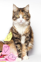 Beautiful kitten and post-its with drawn hearts