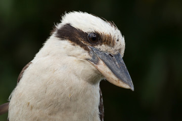 Laughing Kookaburra