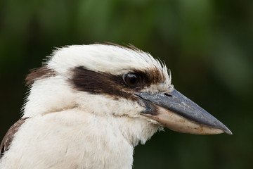 Laughing Kookaburra