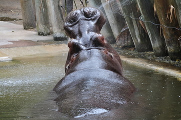 Hippopotamus in the water with his mouth wide open.