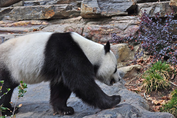 Fototapeta na wymiar Wild Giant Panda walking. Panda bear in natural habitat.