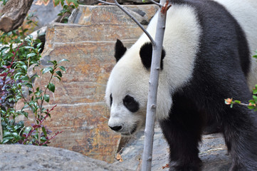 Wild Giant Panda. Panda bear in natural habitat.