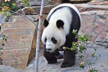 Fototapeta premium Wild Giant Panda walking. Panda bear in natural habitat.