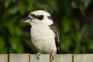 Laughing Kookaburra