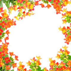flower frame isolated on white background