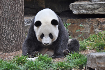 Giant Panda resting. Chinese panda bear.