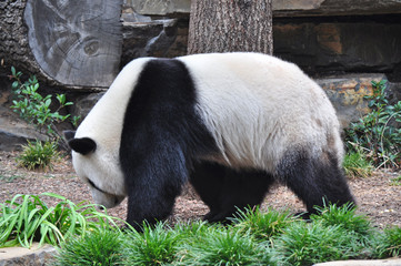 Obraz na płótnie Canvas Giant Panda walking. China