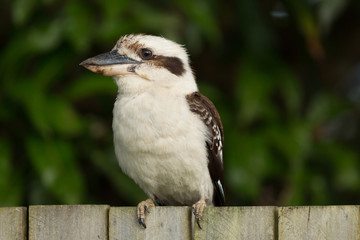 Laughing Kookaburra
