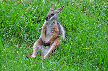 Portrait of a cute Bennet Kangaroo on a green meadow