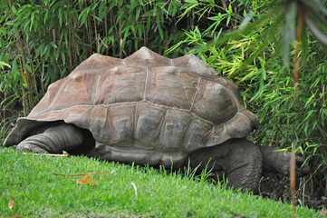 Fototapeta premium Giant Galapagos turtle, Galapagos islands, Ecuador