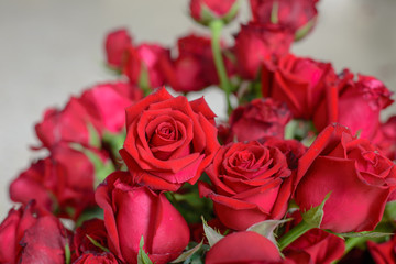 Red roses