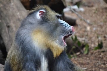 Colorful mandrill yawning (Mandrillus sphinx)