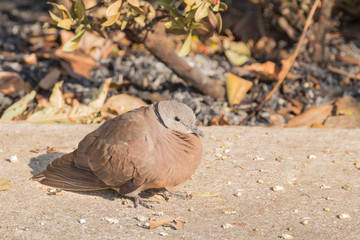 Dove standing for sunbathe on the footpath