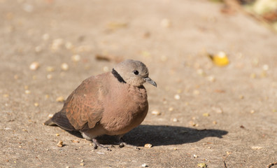 Spotted dove standing for  sunbathe on the footpath