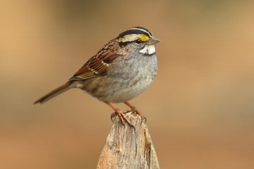 Fototapeta premium White-throated Sparrow (zonotrichia albicollis)