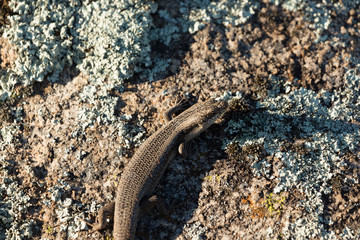 Tree Skink
