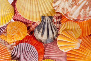 background of collection of various colorful seashells