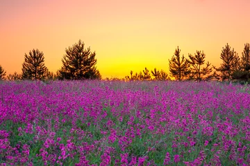 Kissenbezug summer  landscape with purple flowers on a meadow and  sunset © yanikap