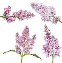 four light isolated lilac floral branches