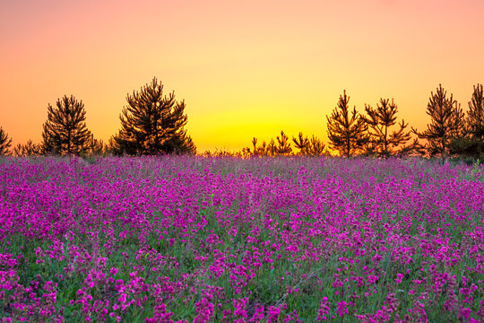 summer  landscape with purple flowers on a meadow and  sunset