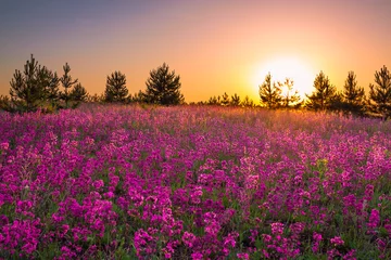 Schilderijen op glas summer  landscape with purple flowers on a meadow and  sunset © yanikap