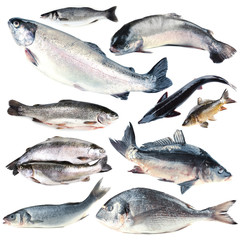 Fresh fish collage, isolated on white