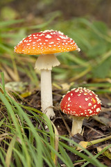 toadstool