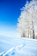 winter landscape a with the blue sky, a  footpath  and the fores